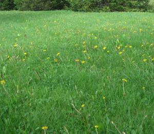 a bluegrass field getting overrun by dandelions