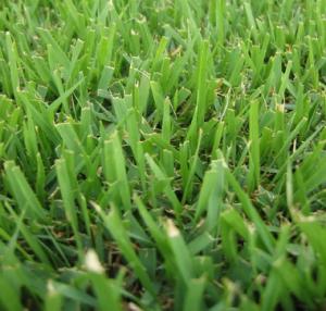 a close up of wide buffalo grass blades